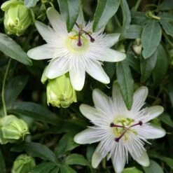 New Release -Pure Botanica pl0000001698 card3 lg