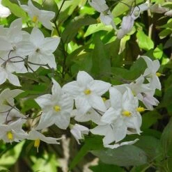 Solanum Laxum 'Album' -Pure Botanica pl0000001722 card3 lg