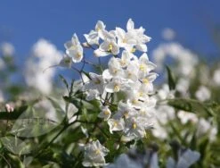 Solanum Laxum 'Album' -Pure Botanica pl0000001722 card4 lg