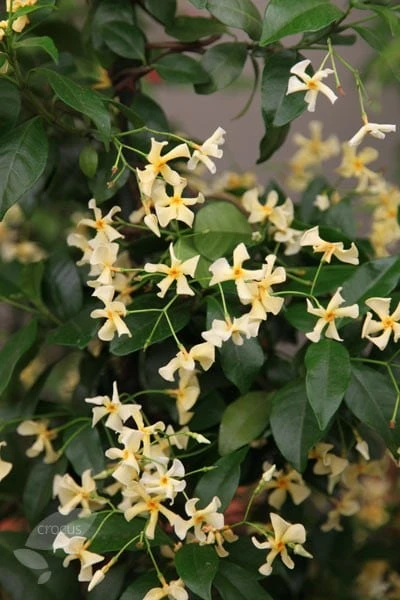 Trachelospermum Asiaticum 2 Trachelospermum Asiaticum - Image 2