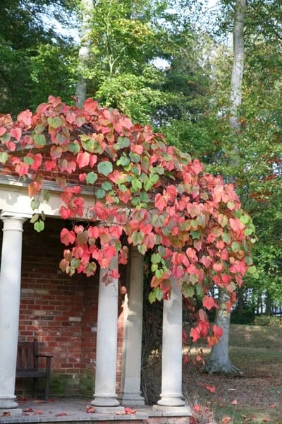 Vitis Coignetiae 2 Vitis Coignetiae - Image 2