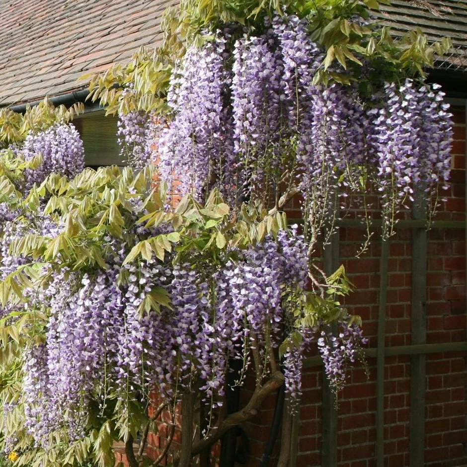 Wisteria Floribunda 1 Wisteria Floribunda
