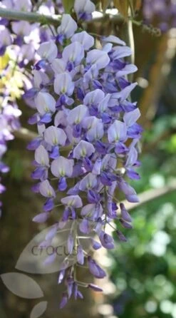 Wisteria Floribunda 7 Wisteria Floribunda -Pure Botanica pl0000001735 card3 lg