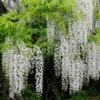 Wisteria Floribunda F. Alba 'Shiro-noda'