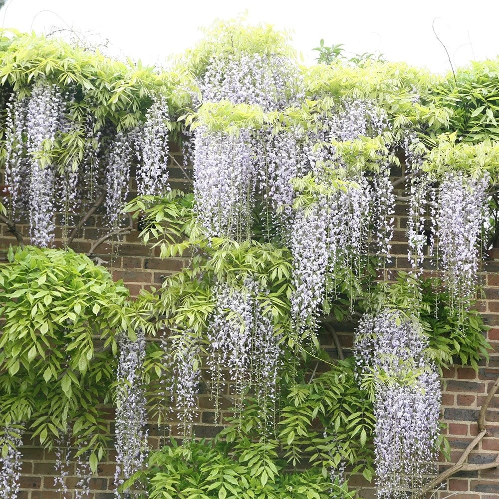 Wisteria Floribunda F. Alba 'Shiro-noda' 2 Wisteria Floribunda F. Alba 'Shiro-noda' - Image 2