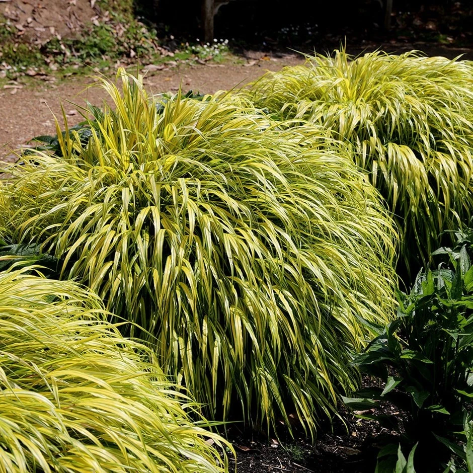 Hakonechloa Macra 'Alboaurea' 1 Hakonechloa Macra 'Alboaurea'