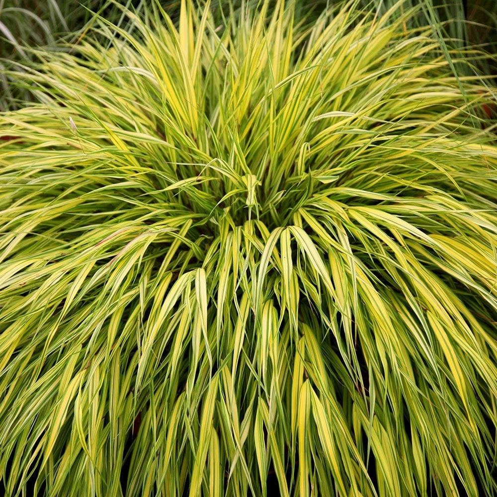 Hakonechloa Macra 'Alboaurea' 3 Hakonechloa Macra 'Alboaurea' - Image 3