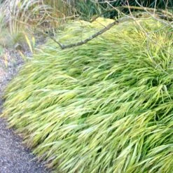 Hakonechloa Macra 'Alboaurea' 7 Hakonechloa Macra 'Alboaurea' -Pure Botanica pl0000001996 card4 lg