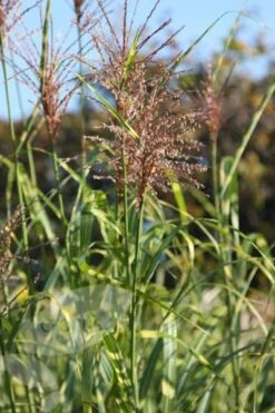 Miscanthus Sinensis 'Zebrinus' -Pure Botanica pl0000002027 card3 lg