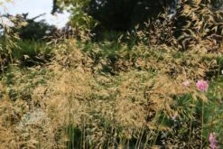Stipa Gigantea -Pure Botanica pl0000002048 card6 lg