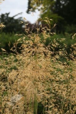 Stipa Gigantea -Pure Botanica pl0000002048 card7 lg