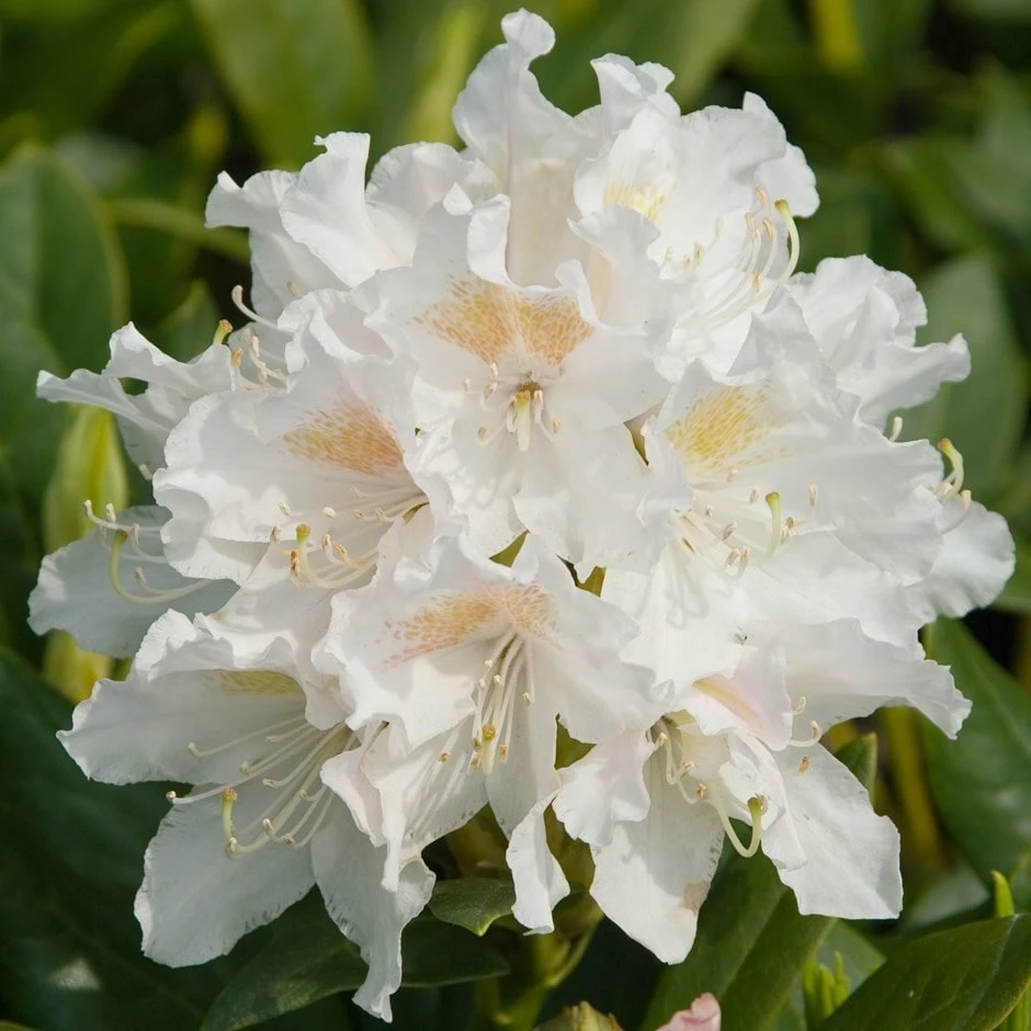 Rhododendron 'Cunningham's White' 1 Rhododendron 'Cunningham's White'