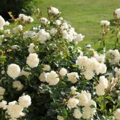 Rosa Flower Carpet White ('Noaschnee') (PBR) -Pure Botanica pl0000002326 card4 lg