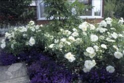 Rosa Flower Carpet White ('Noaschnee') (PBR) -Pure Botanica pl0000002326 card5 lg