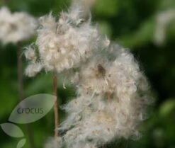 Anemone Hupehensis 'Hadspen Abundance' 7 Anemone Hupehensis 'Hadspen Abundance' -Pure Botanica pl0000002459 card4 lg