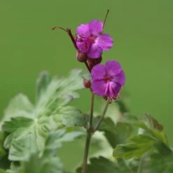 Geranium Macrorrhizum 'Bevan's Variety'