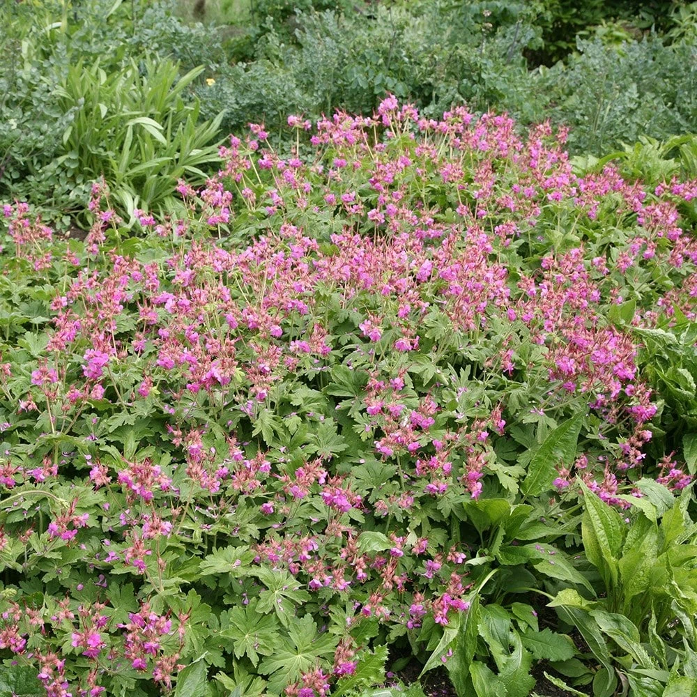 Geranium Macrorrhizum 'Bevan's Variety' 2 Geranium Macrorrhizum 'Bevan's Variety' - Image 2