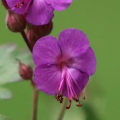 Geranium Macrorrhizum 'Bevan's Variety' 5 Geranium Macrorrhizum 'Bevan's Variety' -Pure Botanica pl0000002840 card3 lg