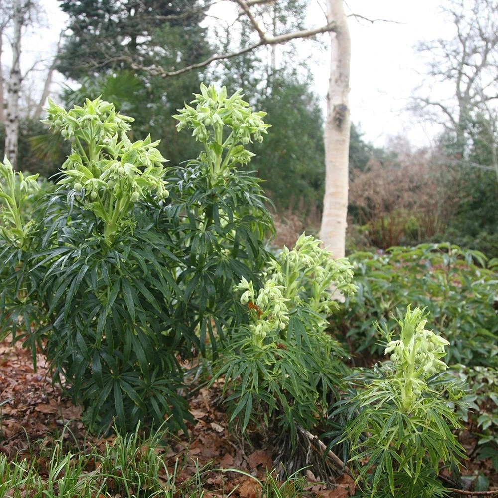 Helleborus Foetidus 2 Helleborus Foetidus - Image 2