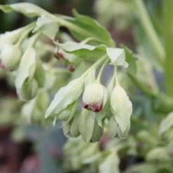 Helleborus Foetidus 5 Helleborus Foetidus -Pure Botanica pl0000002909 card3 lg