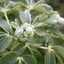 Helleborus × Sternii -Pure Botanica pl0000002918 card3 lg