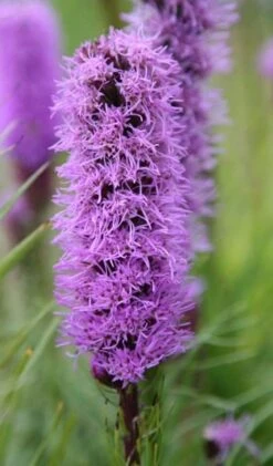 Liatris Spicata 'Kobold' -Pure Botanica pl0000003153 card3 lg