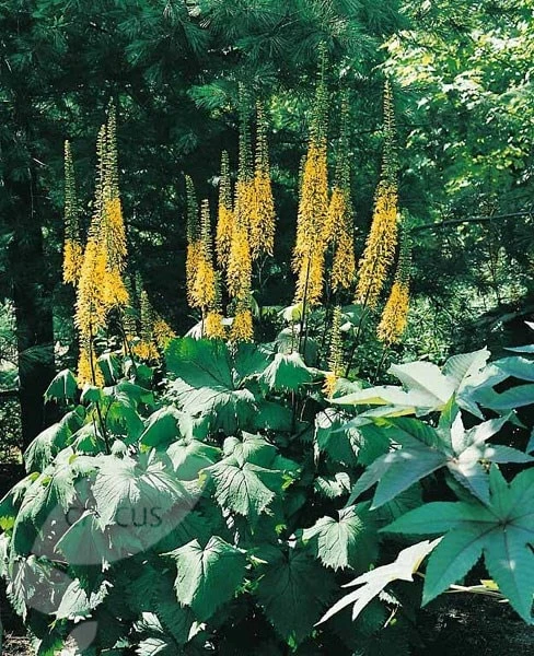 Ligularia 'The Rocket' 2 Ligularia 'The Rocket' - Image 2