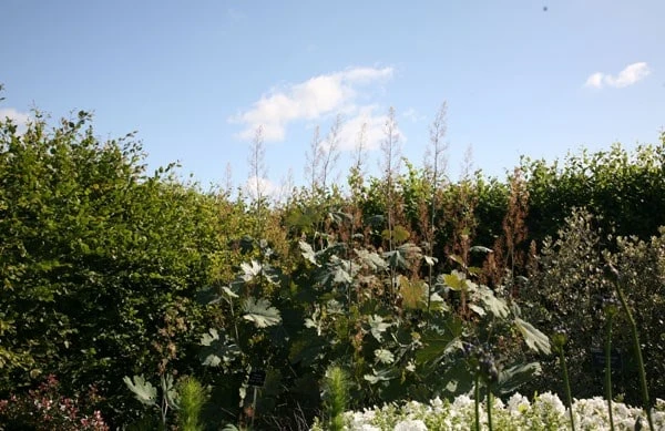 Macleaya Microcarpa 'Kelway's Coral Plume' 2 Macleaya Microcarpa 'Kelway's Coral Plume' - Image 2
