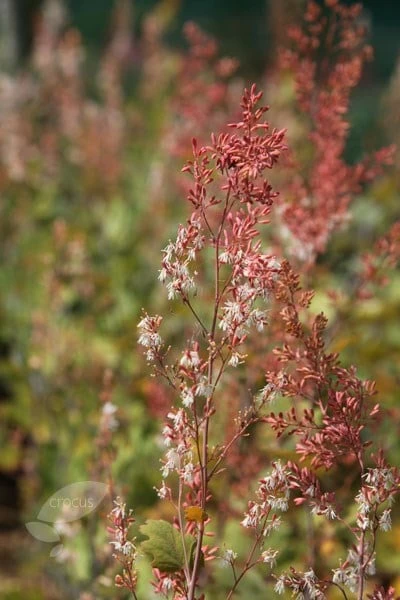 Macleaya Microcarpa 'Kelway's Coral Plume' 4 Macleaya Microcarpa 'Kelway's Coral Plume' - Image 4