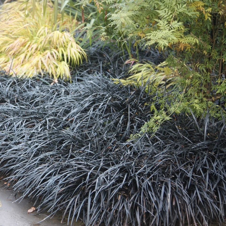 Ophiopogon Planiscapus 'Kokuryū' 1 Ophiopogon Planiscapus 'Kokuryū'