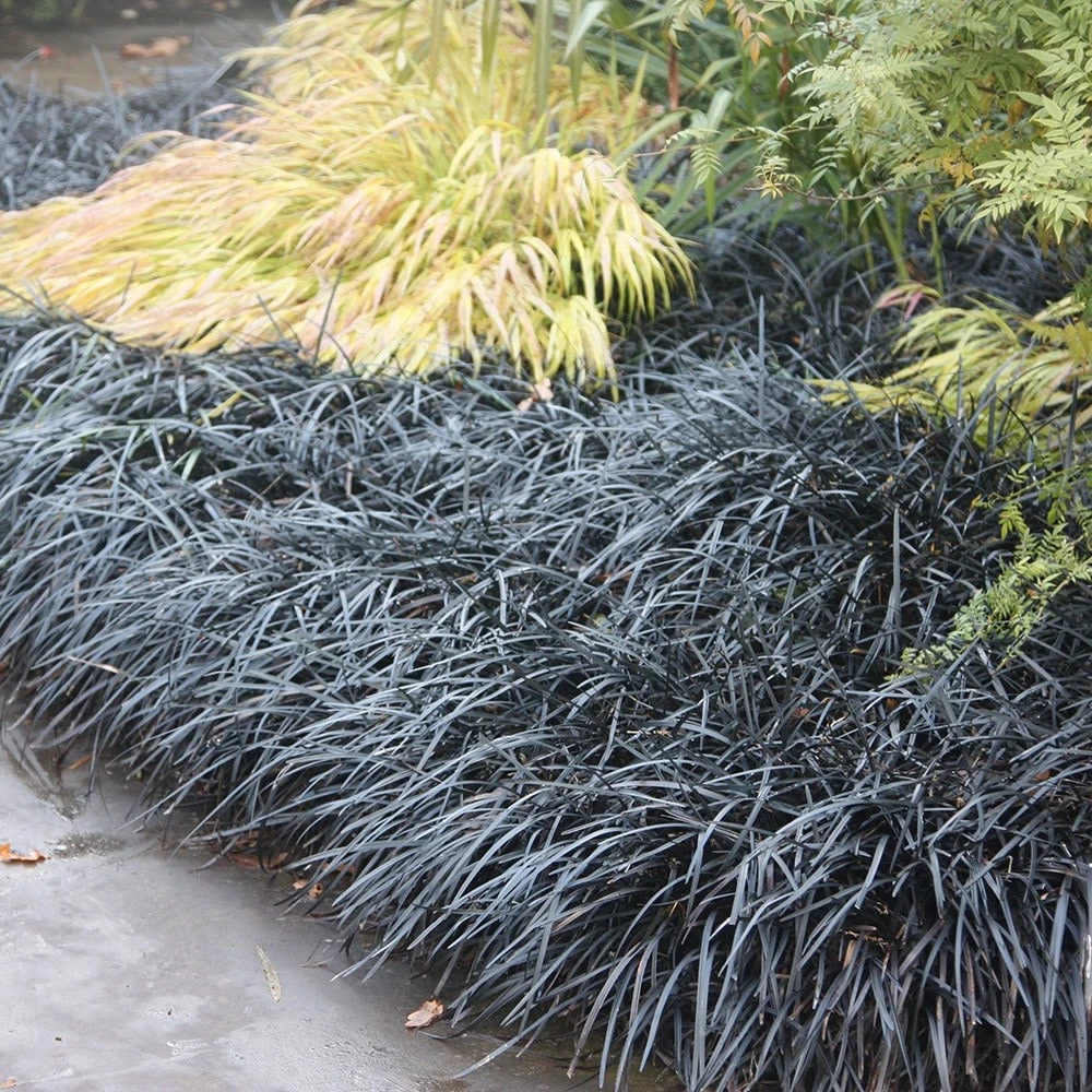 Ophiopogon Planiscapus 'Kokuryū' 2 Ophiopogon Planiscapus 'Kokuryū' - Image 2