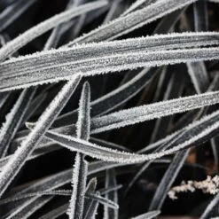 Ophiopogon Planiscapus 'Kokuryū' 6 Ophiopogon Planiscapus 'Kokuryū' -Pure Botanica pl0000003278 card3 lg