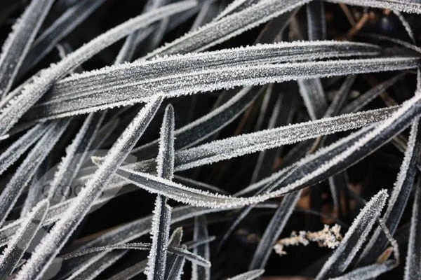 Ophiopogon Planiscapus 'Kokuryū' 4 Ophiopogon Planiscapus 'Kokuryū' - Image 4