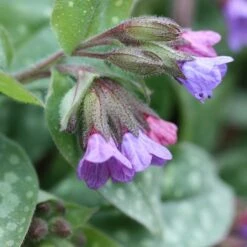 Pulmonaria Saccharata 'Mrs Moon' -Pure Botanica pl0000003515 card3 lg