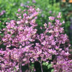 Thalictrum Rochebruneanum