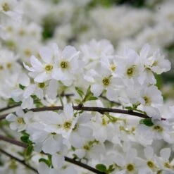New Release 8 Exochorda × Macrantha 'The Bride'