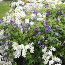 Exochorda × Macrantha 'The Bride' -Pure Botanica pl0000003839 card3 lg