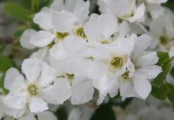 Exochorda × Macrantha 'The Bride' -Pure Botanica pl0000003839 card4 lg