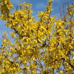 Forsythia × Intermedia 'Lynwood Variety' -Pure Botanica pl0000003849 card3 lg