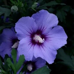 Hibiscus Syriacus 'Oiseau Bleu'