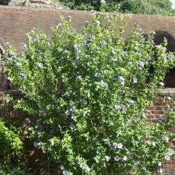 Hibiscus Syriacus 'Oiseau Bleu' -Pure Botanica pl0000003943 card3 lg
