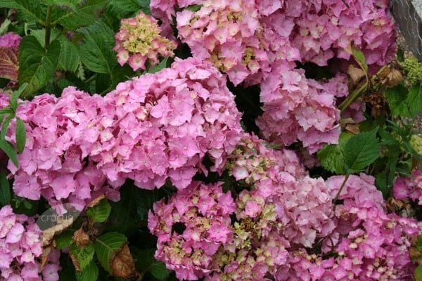Hydrangea Macrophylla 'Altona' 2 Hydrangea Macrophylla 'Altona' - Image 2