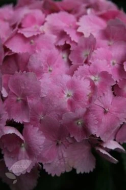 Hydrangea Macrophylla 'Altona' 5 Hydrangea Macrophylla 'Altona' -Pure Botanica pl0000003976 card3 lg