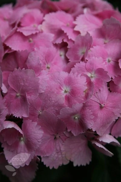 Hydrangea Macrophylla 'Altona' 3 Hydrangea Macrophylla 'Altona' - Image 3