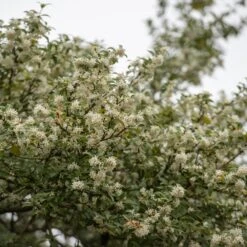 Osmanthus × Burkwoodii -Pure Botanica pl0000004171 card4 lg