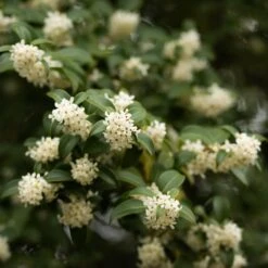 Osmanthus × Burkwoodii -Pure Botanica pl0000004171 card5 lg