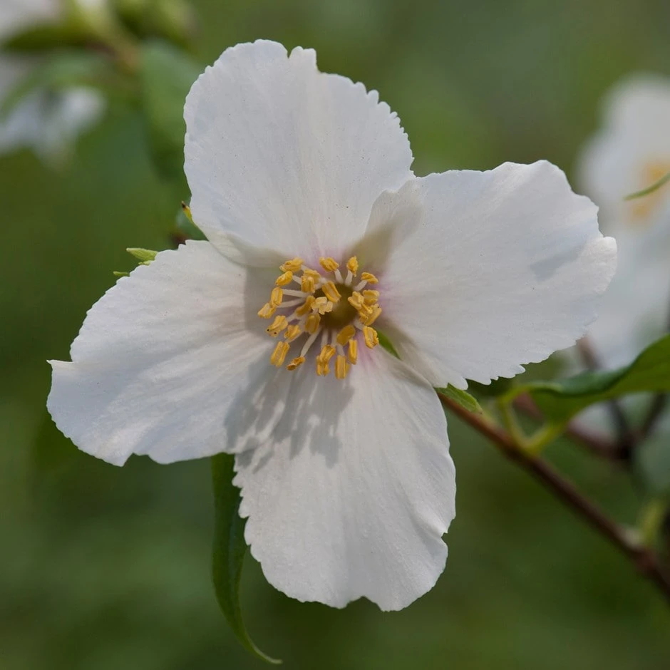 Philadelphus 'Belle Étoile' 1 Philadelphus 'Belle Étoile'