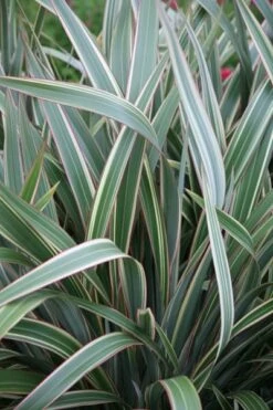 Phormium Cookianum Subsp. Hookeri 'Tricolor' -Pure Botanica pl0000004203 card3 lg