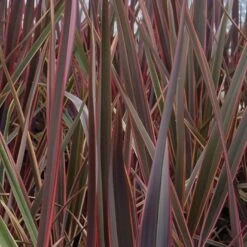 Phormium 'Maori Queen'