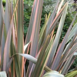Phormium 'Maori Queen' -Pure Botanica pl0000004214 card3 lg